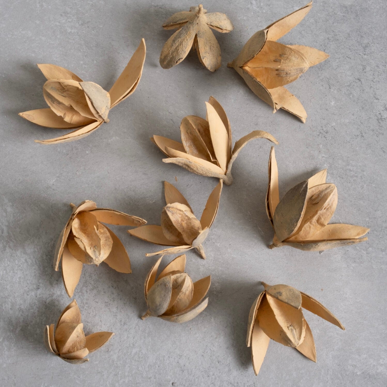 Wild Lily Blüten - latte