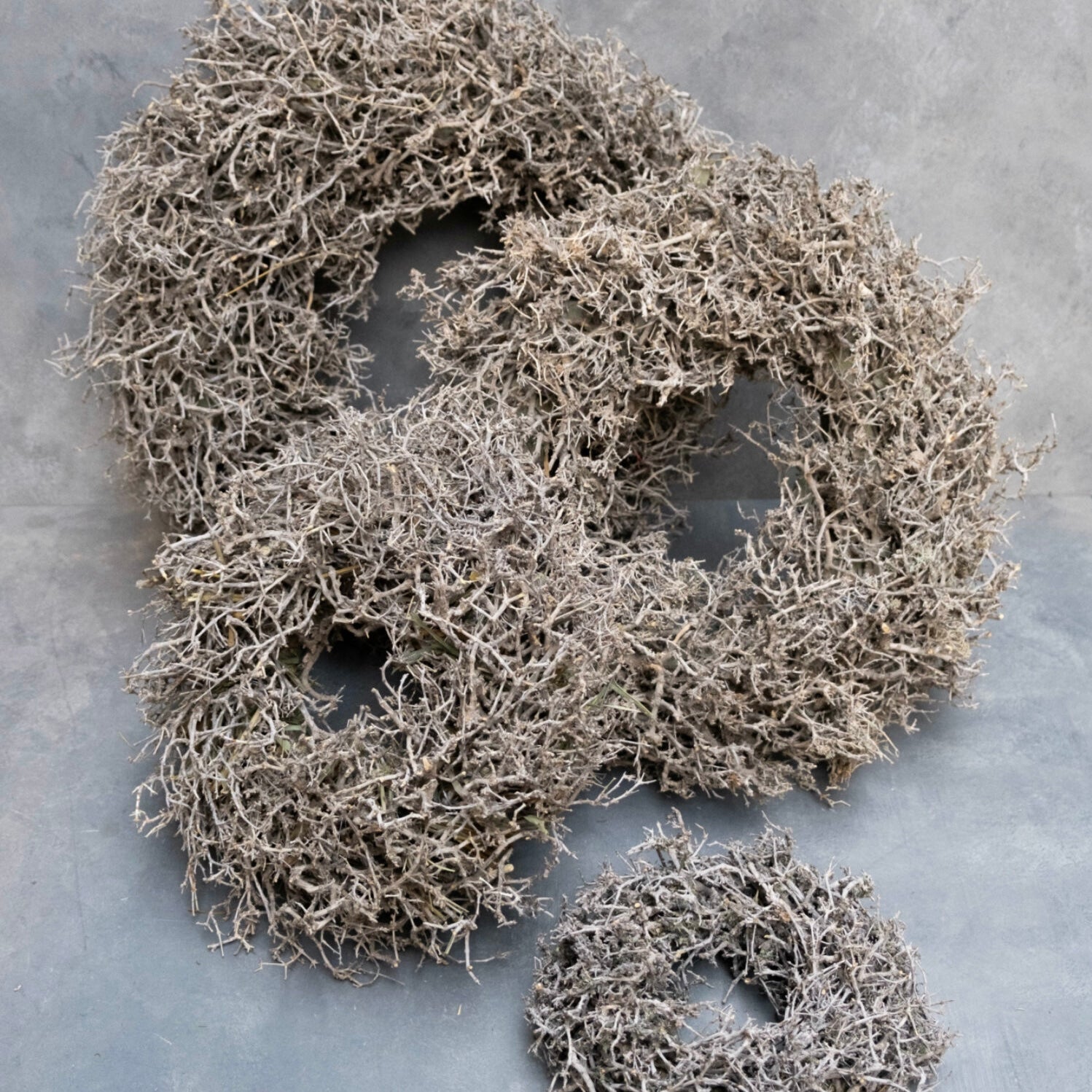 Kranz Desert Bush - natur