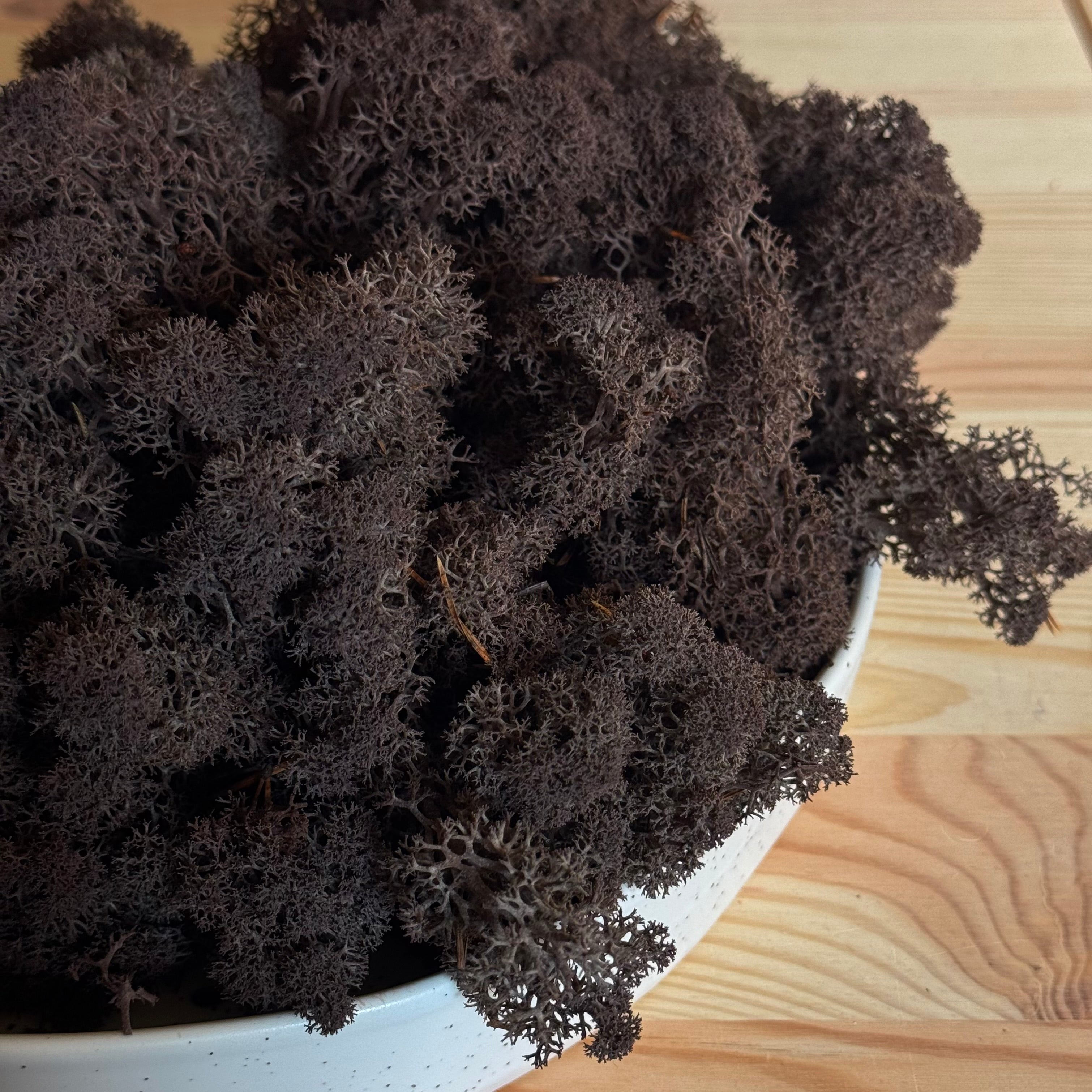 Islandmoos konserviert - schokobraun