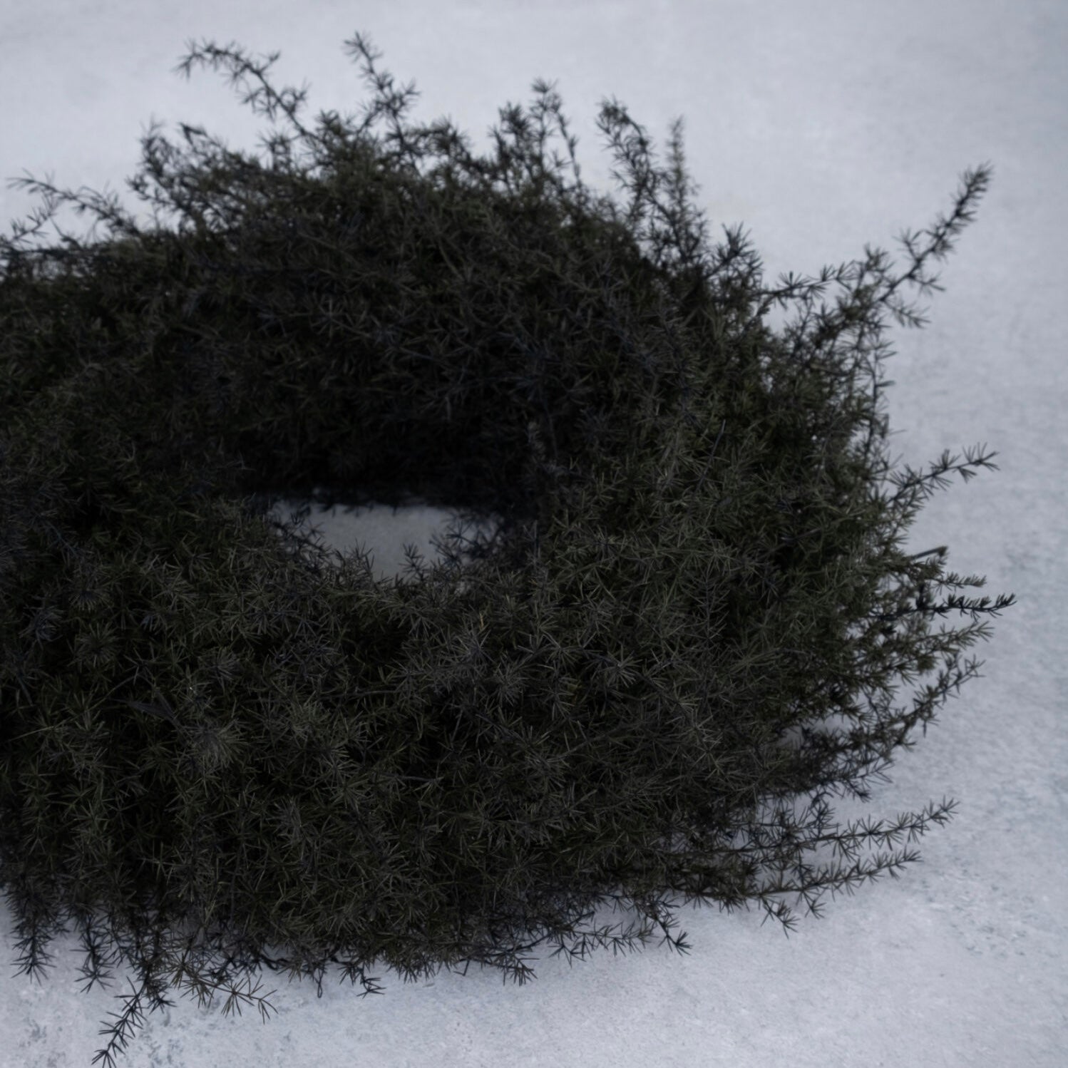 Kranz Asparagus - schwarz