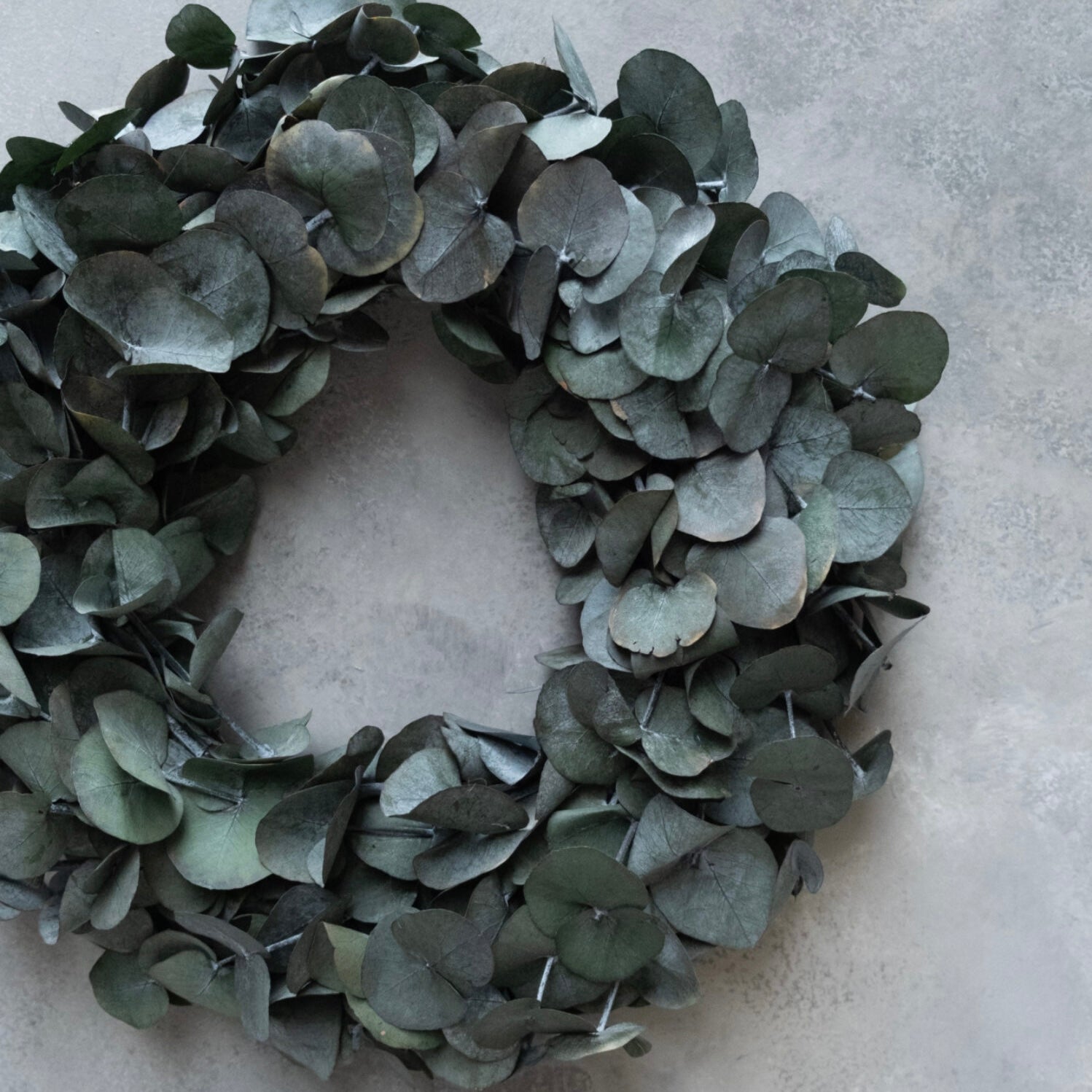 Kranz Eucalyptus - konserviert