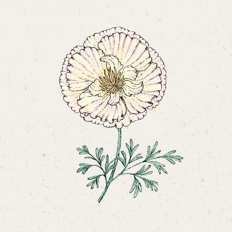 Blumensamen Goldmohn Thai Pink Silk Champagne