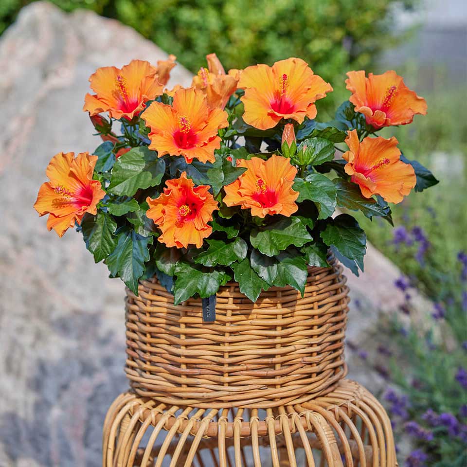 Rattan Korb Lacak - rund