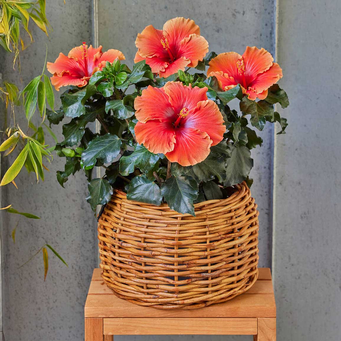 Rattan Korb Lacak - rund