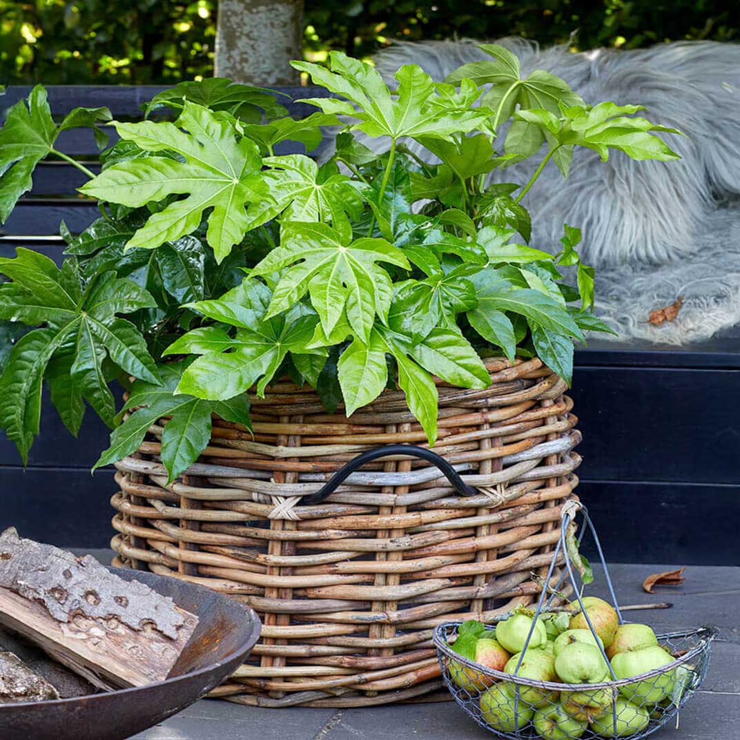 Rattan Korb rund mega low - 62x50cm