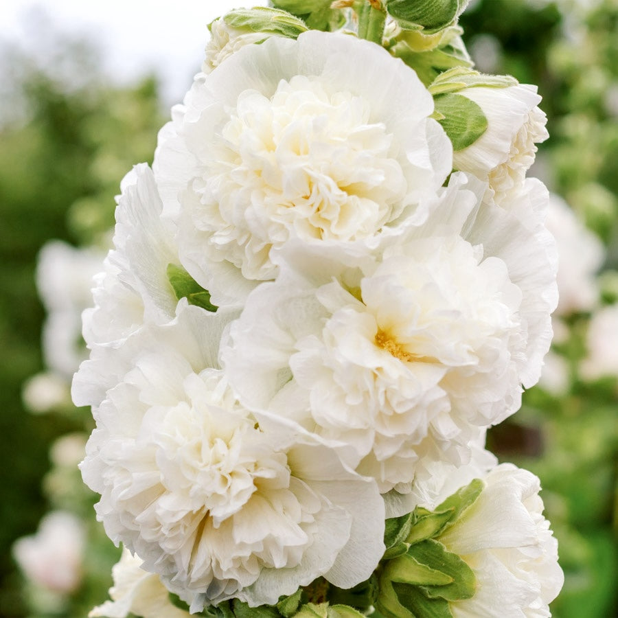 Blumensamen Stockrose Queeny White