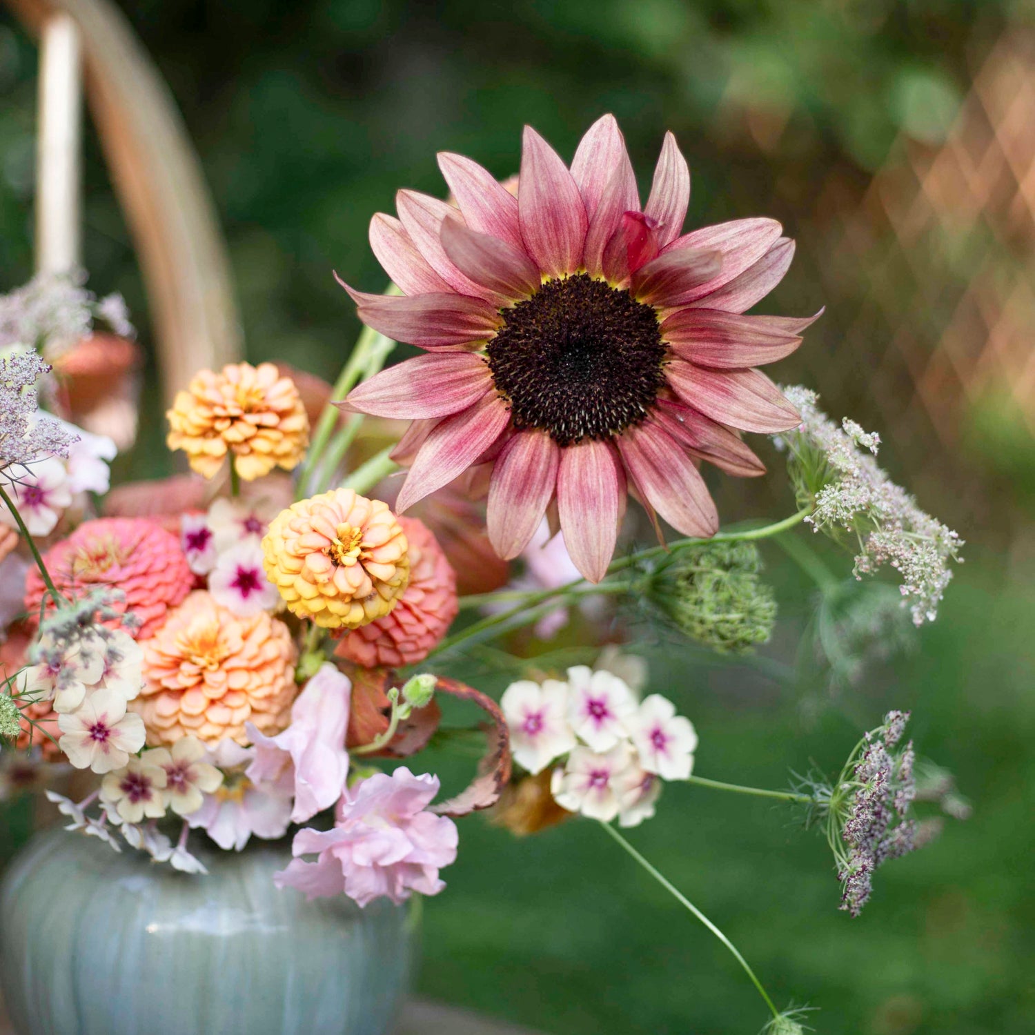 Blumensamen Sonnenblumen Procut® Pflaume