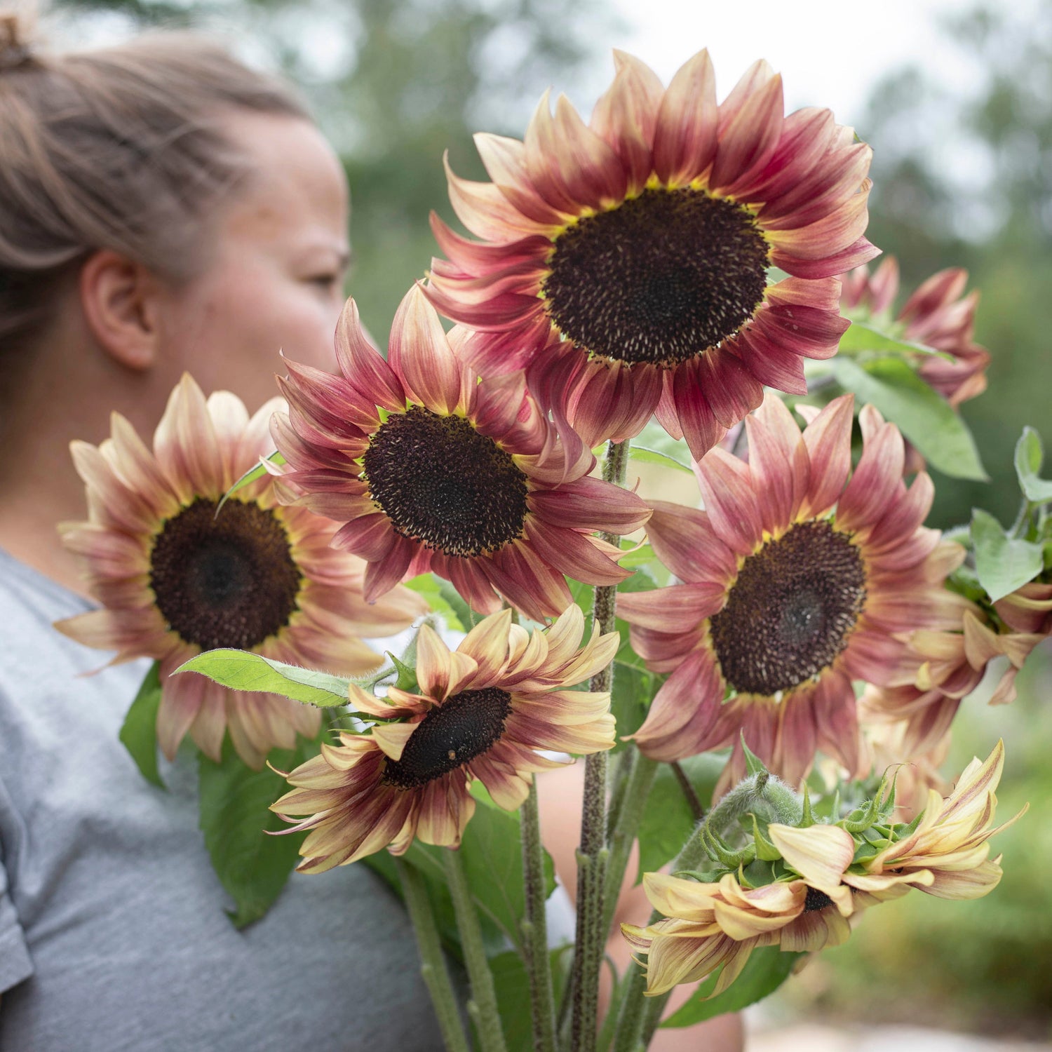 Blumensamen Sonnenblumen Procut® Pflaume