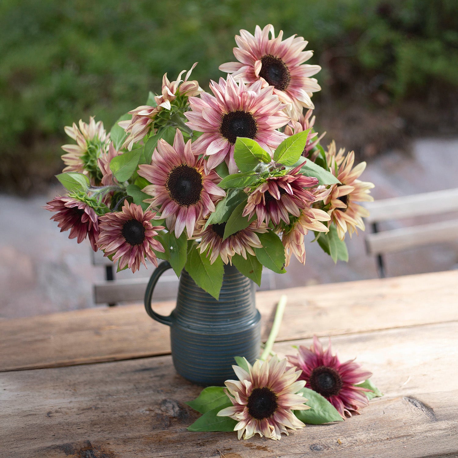 Blumensamen Sonnenblumen Procut® Pflaume