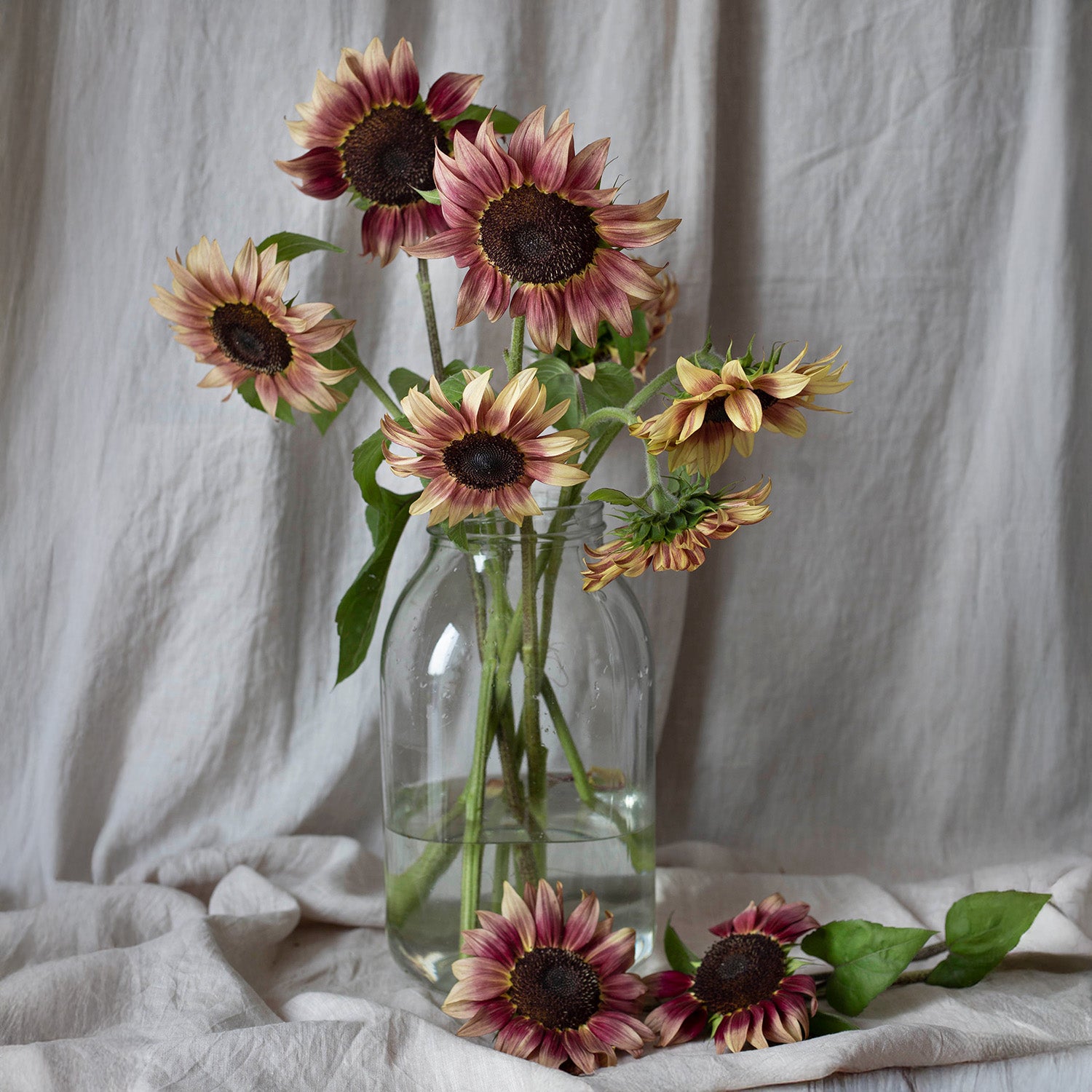 Blumensamen Sonnenblumen Procut® Pflaume