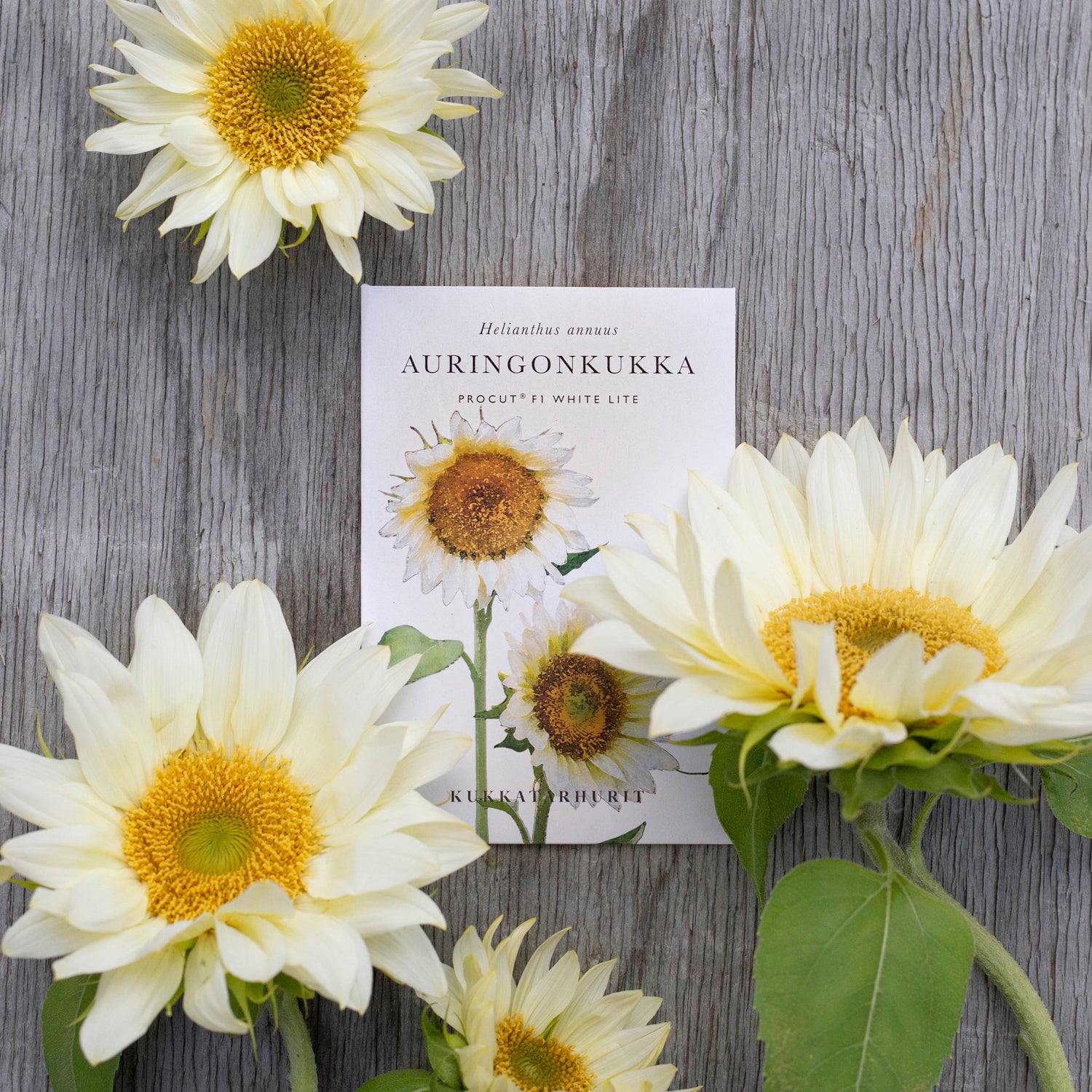 Blumensamen Sonnenblumen Procut® White Lite