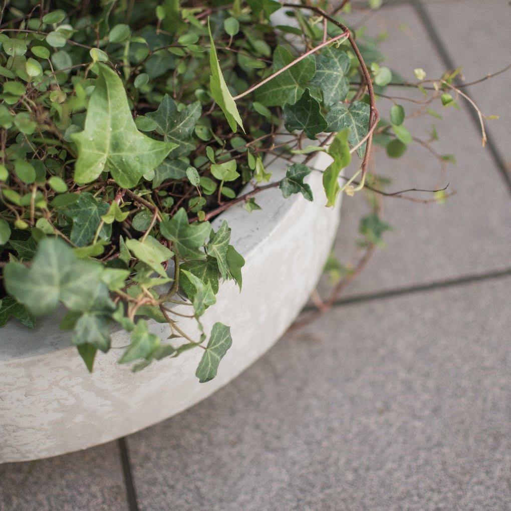 Pflanzschale Garden Bowl - Beton