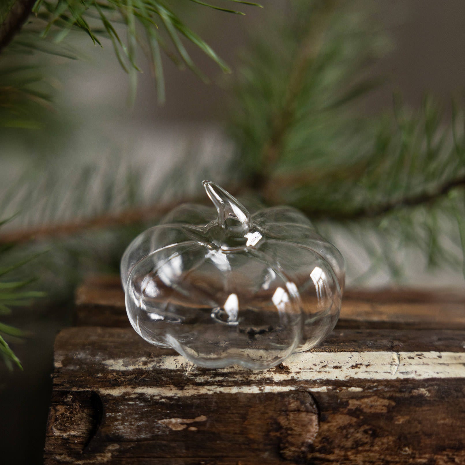 Kürbis Ekhammar - Glas