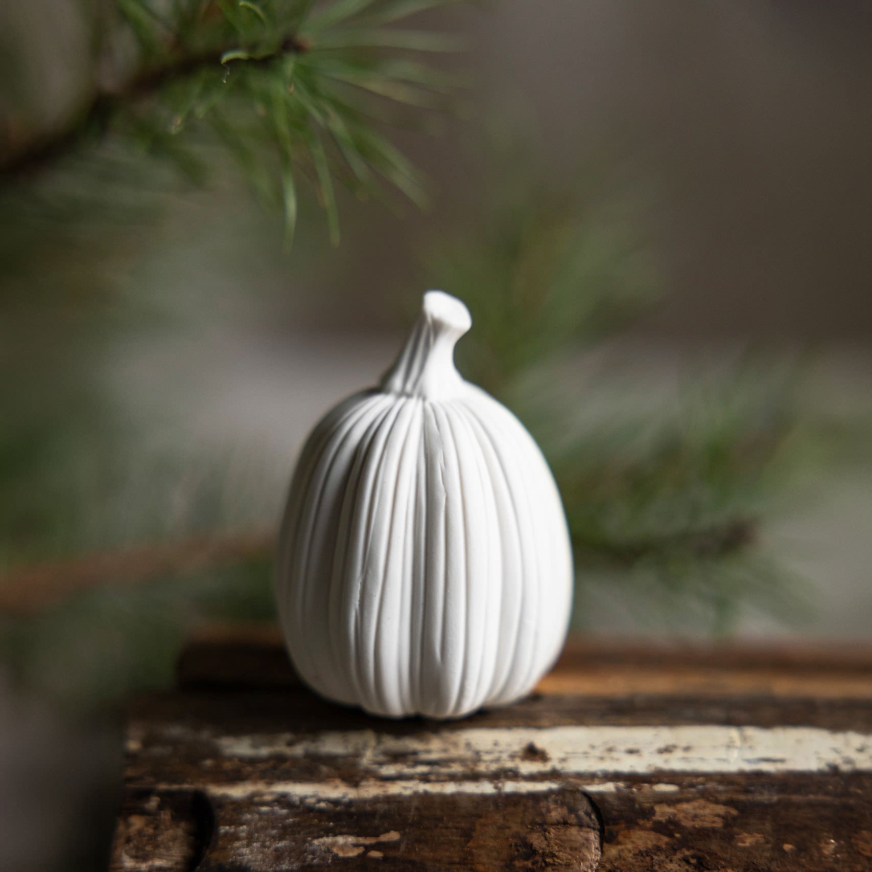 Kürbis Tranhult - weiß