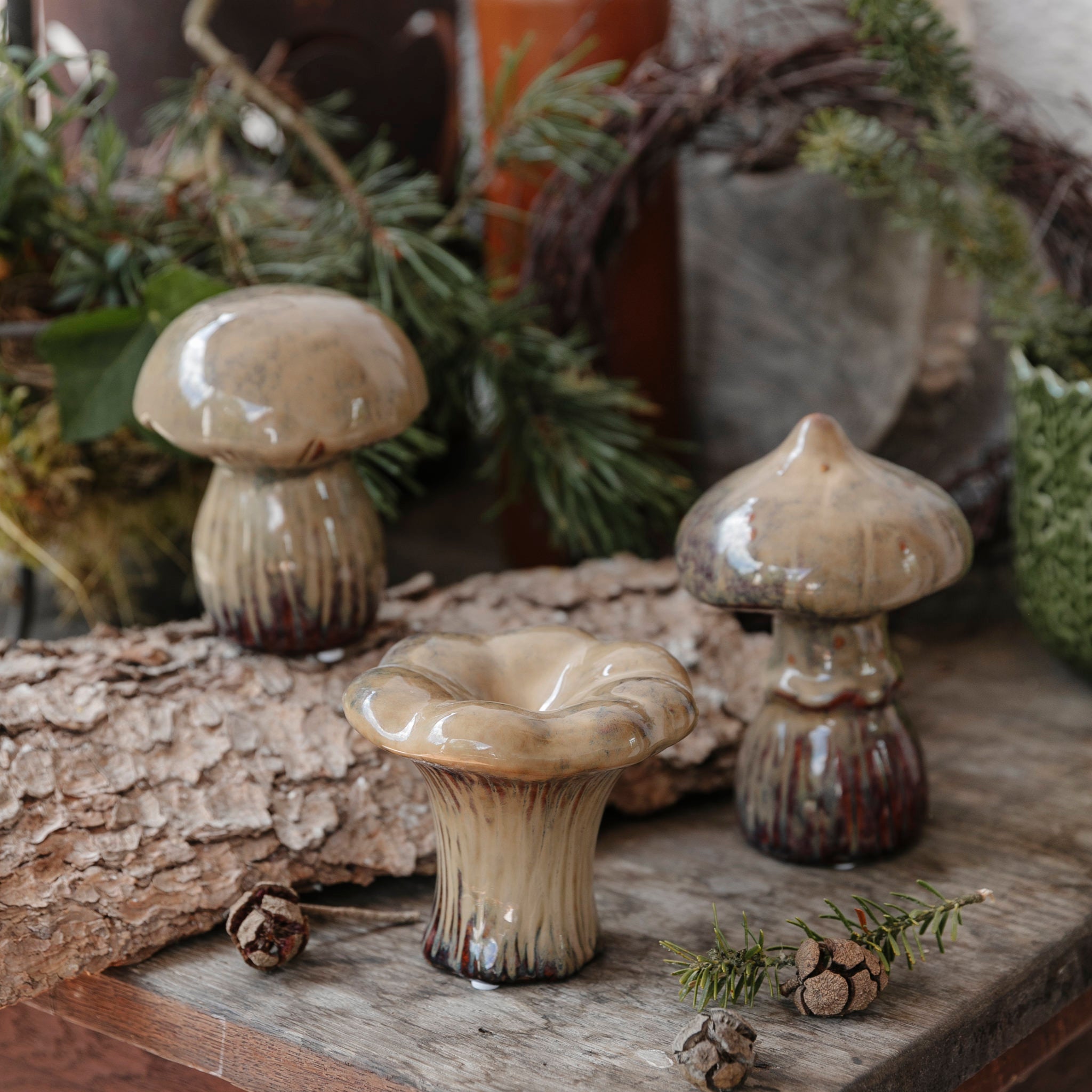 Pilz Boletus - braun