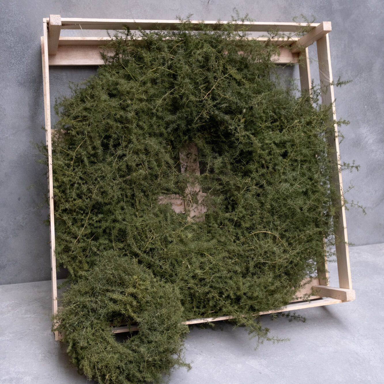 Kranz Asparagus - grün