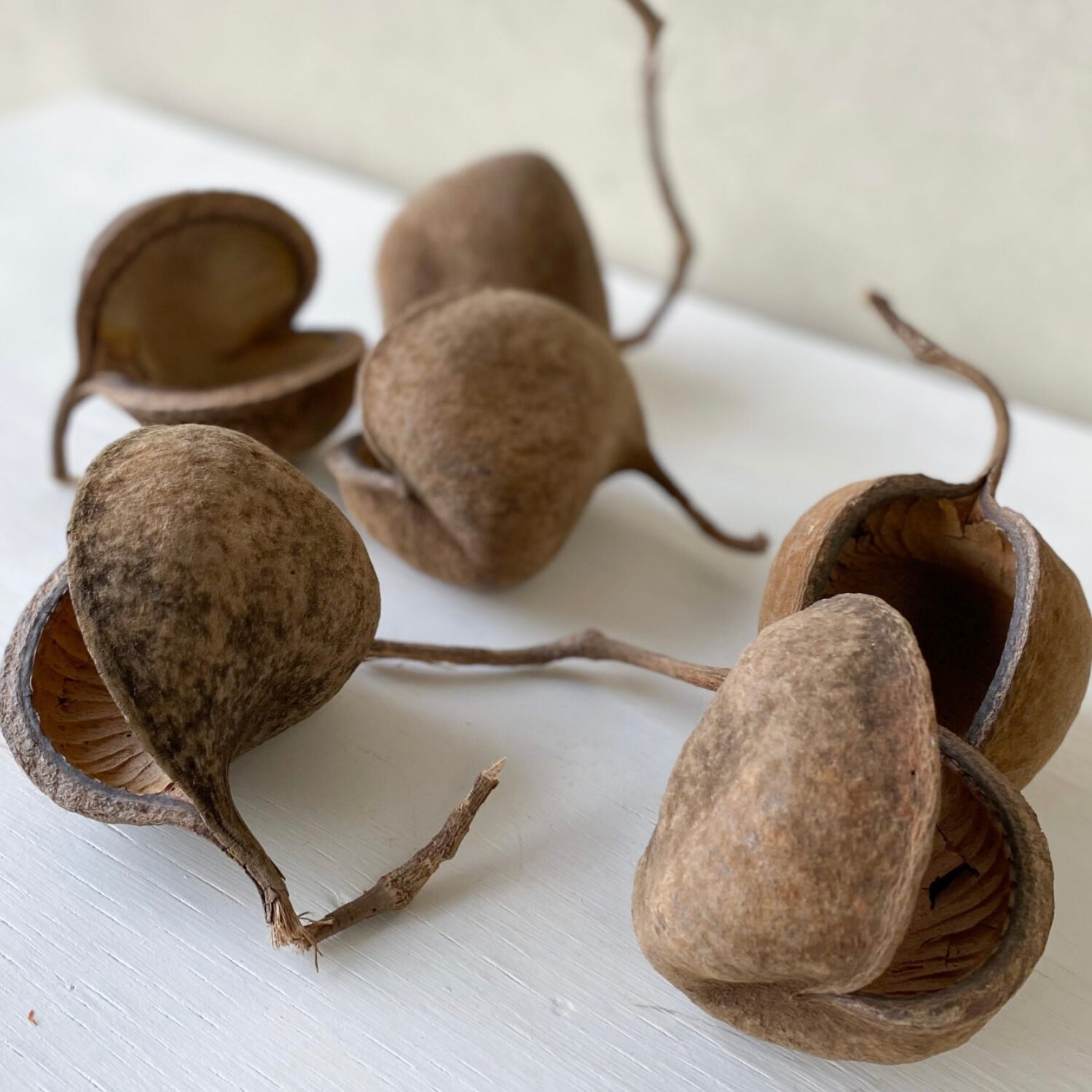 Buddha nuts - natur