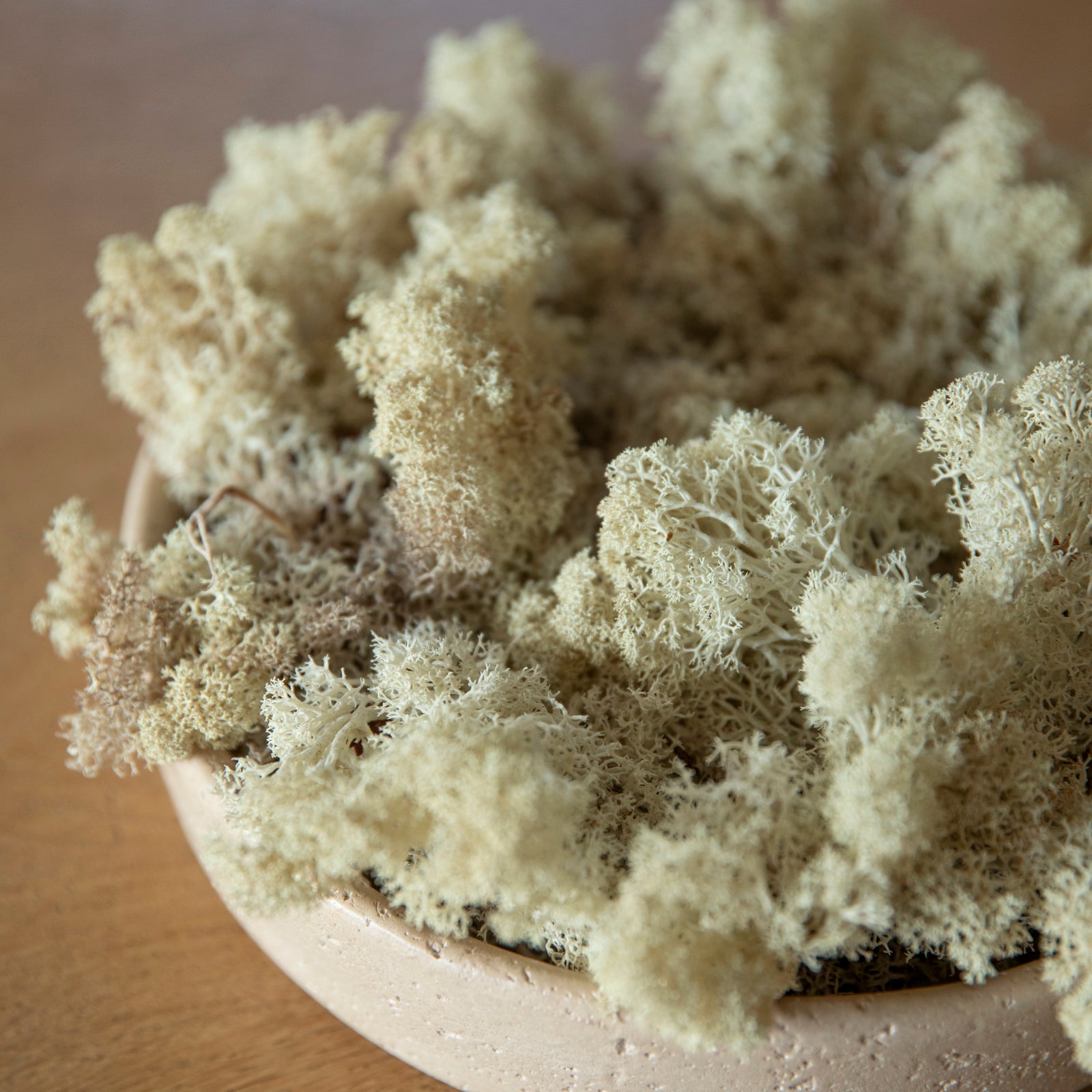 Islandmoos konserviert - Naturfarbe Elfenbein