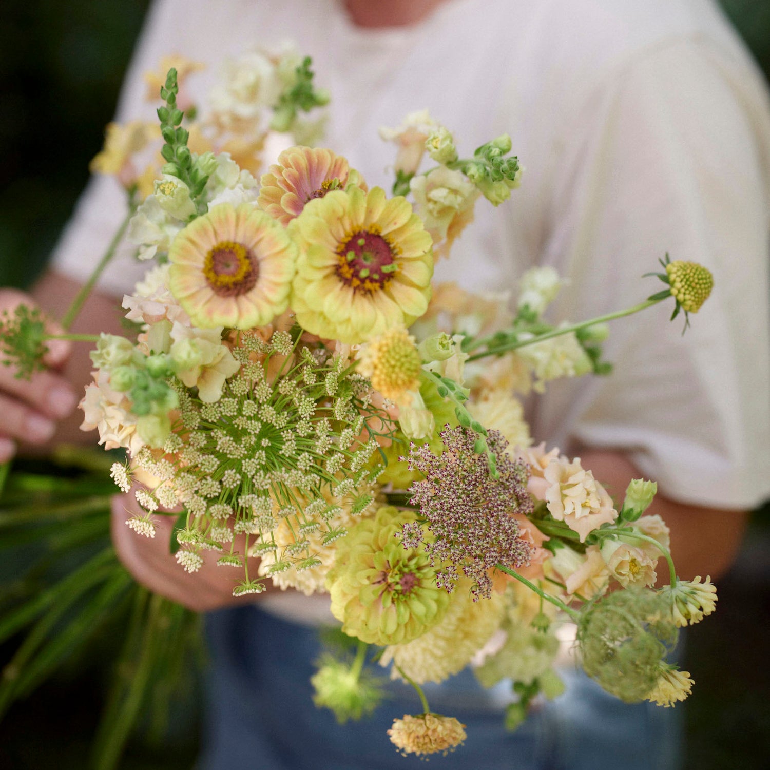 Blumensamen Zinnie Queen Lime Blush