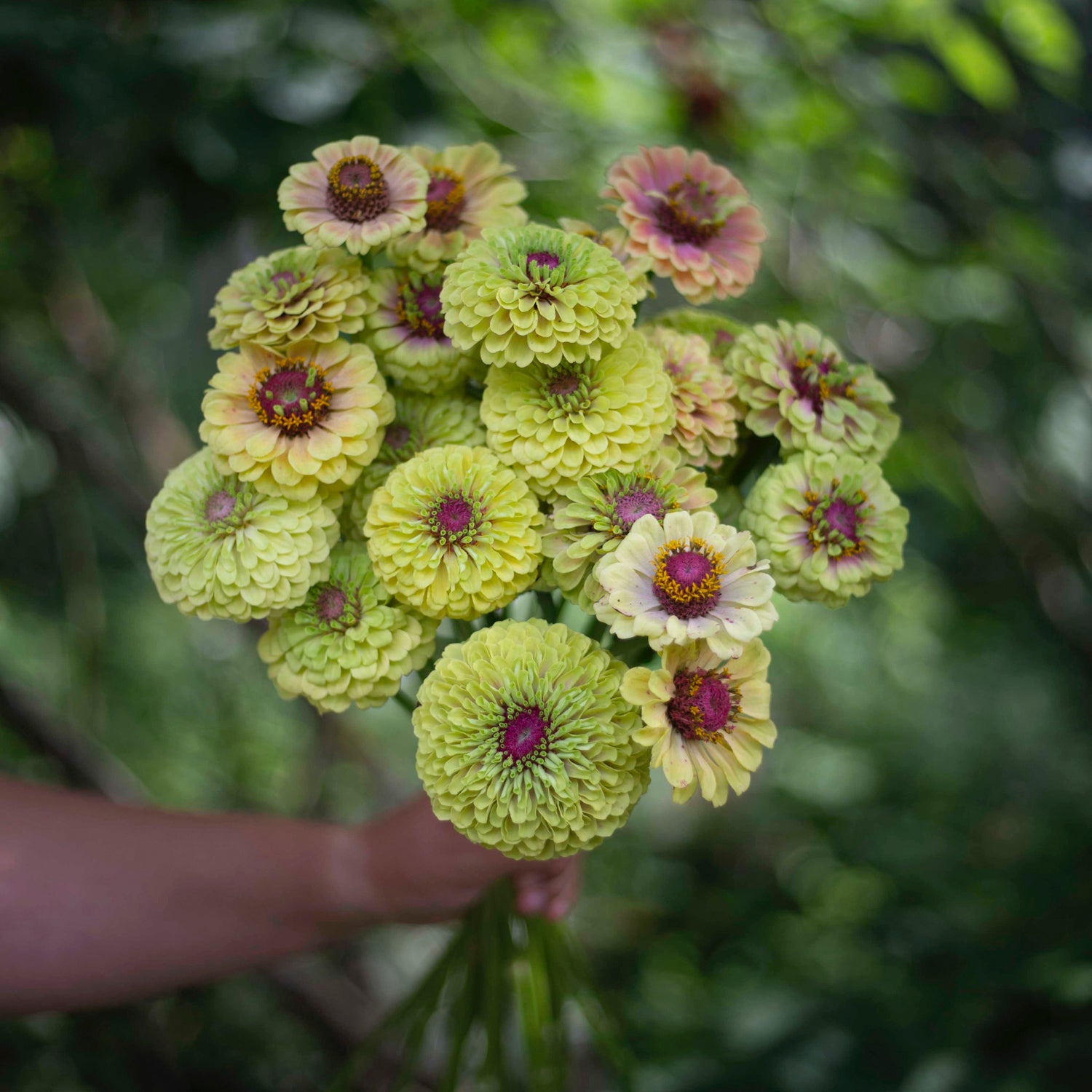 Blumensamen Isotsinnia Queen Lime Blush