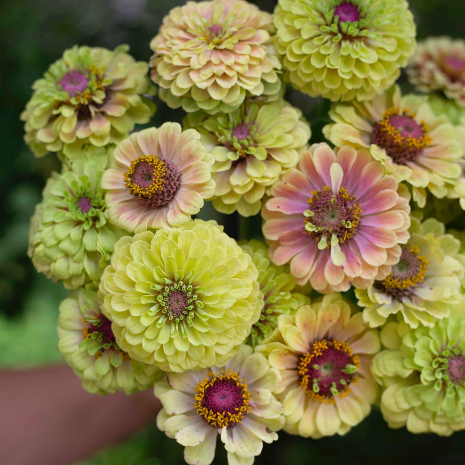 Blumensamen Zinnie Queen Lime Blush