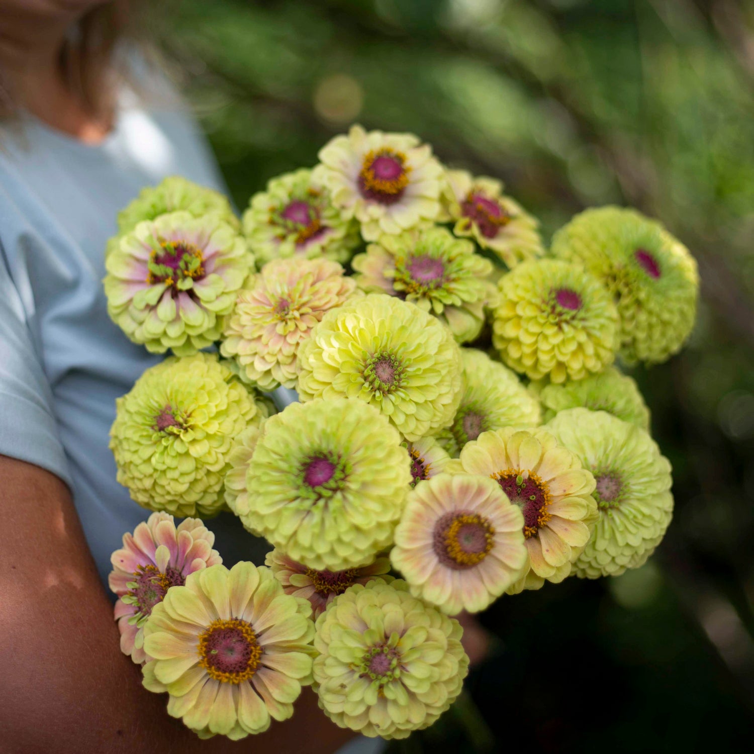 Blumensamen Zinnie Queen Lime Blush