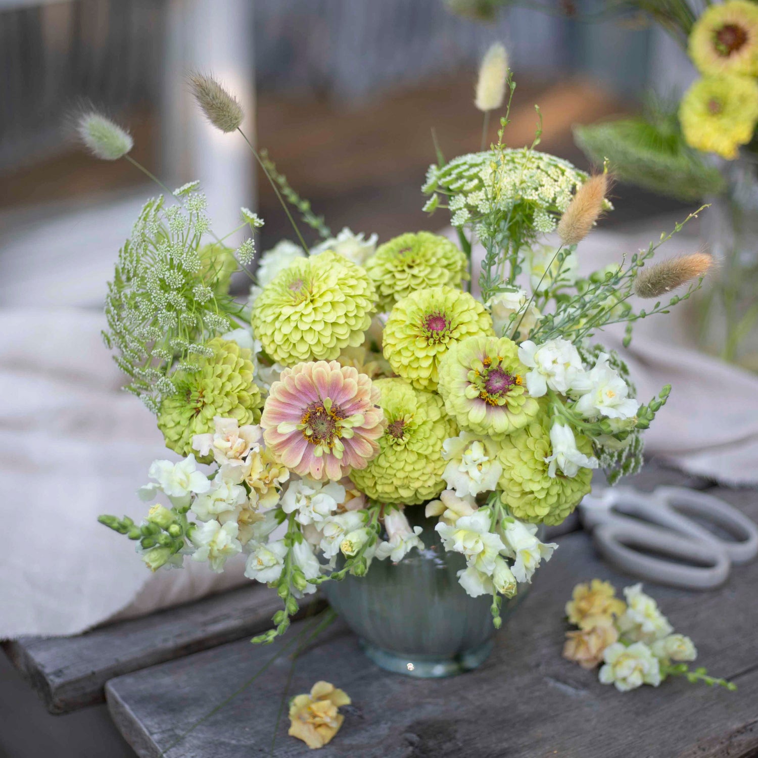Blumensamen Zinnie Queen Lime Blush