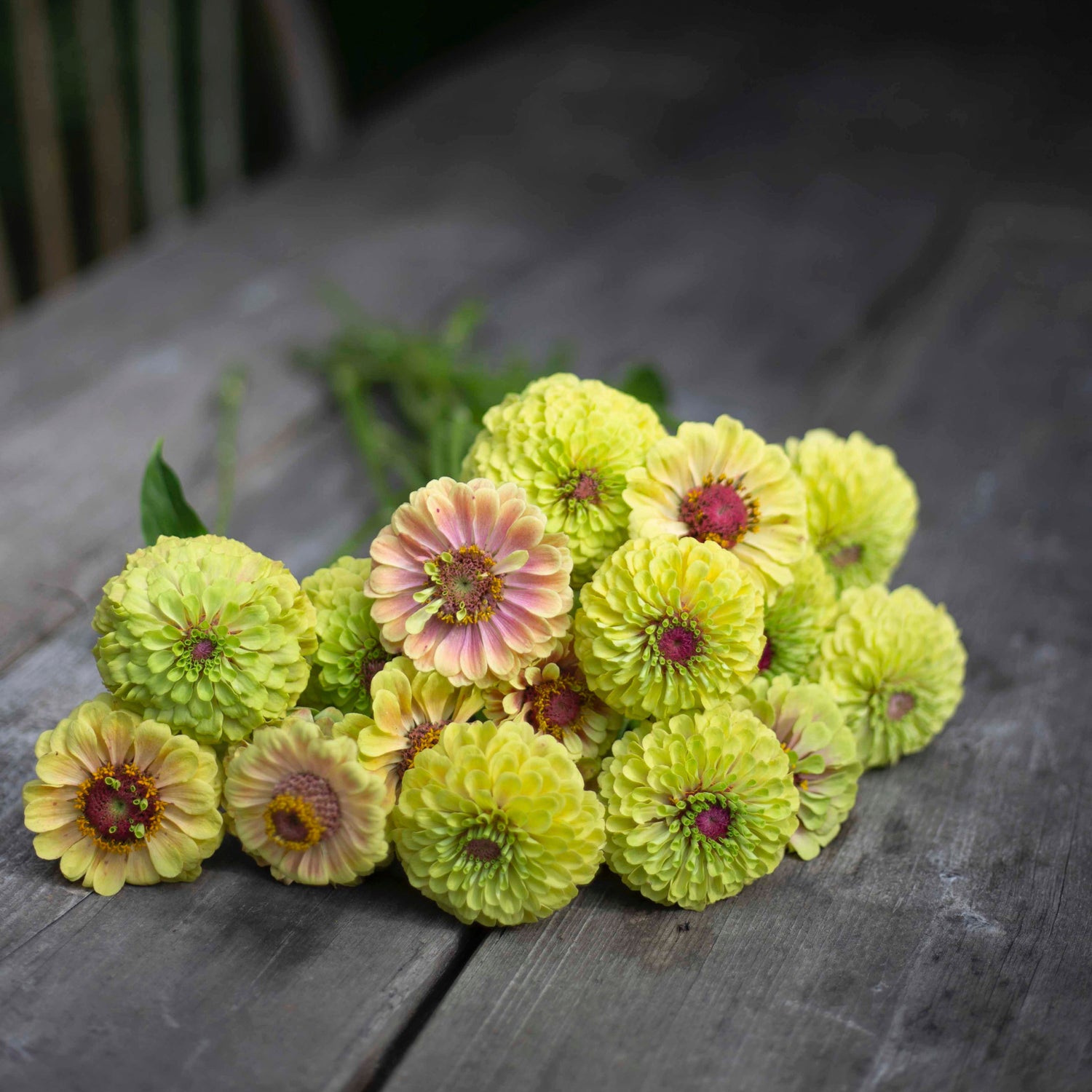Blumensamen Zinnie Queen Lime Blush