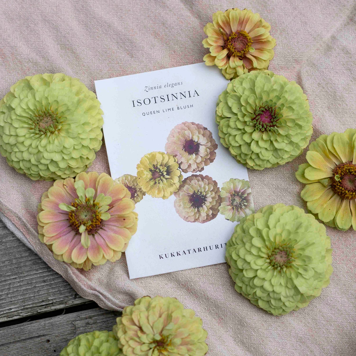 Blumensamen Isotsinnia Queen Lime Blush