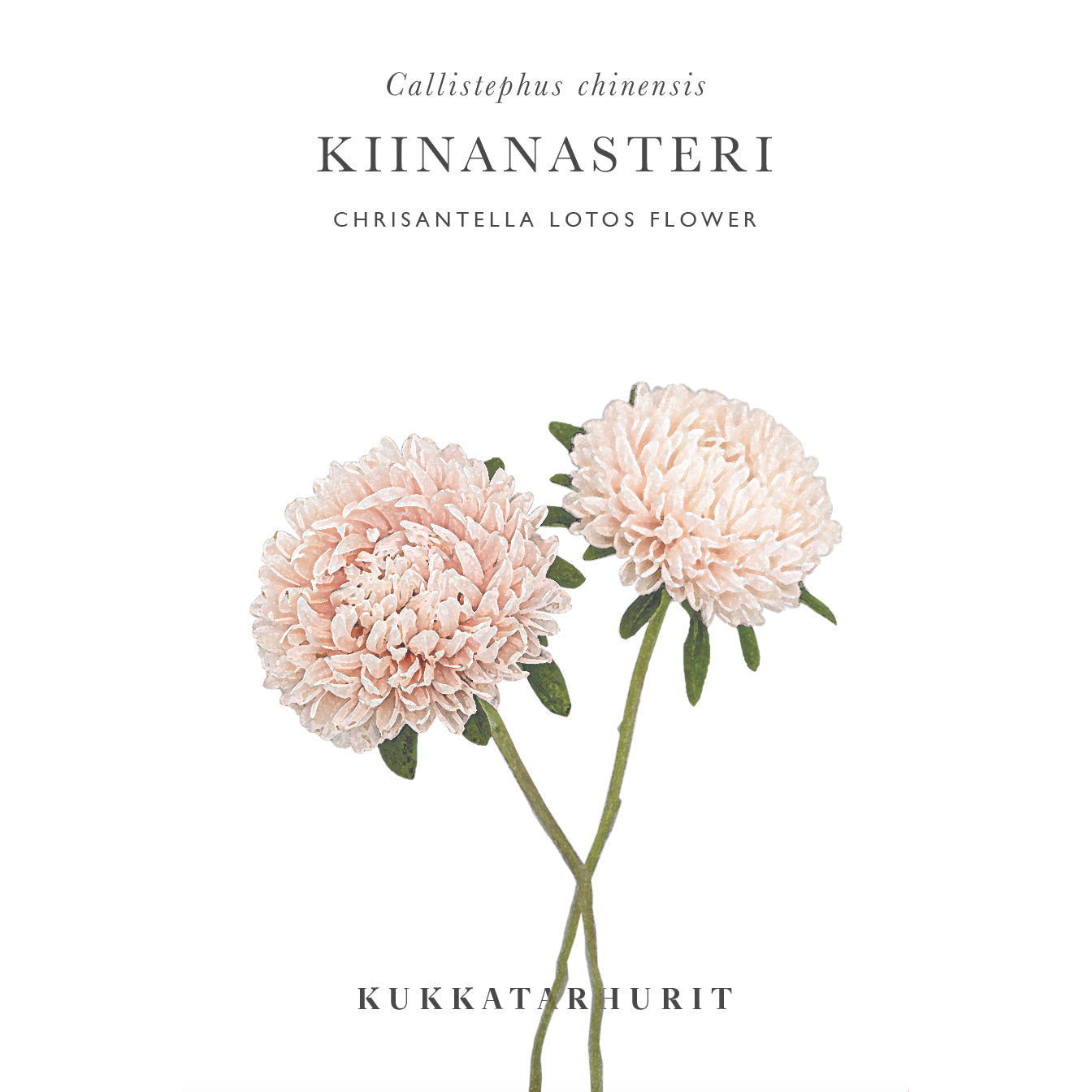 Blumensamen Sommeraster Chrisantella Lotos
