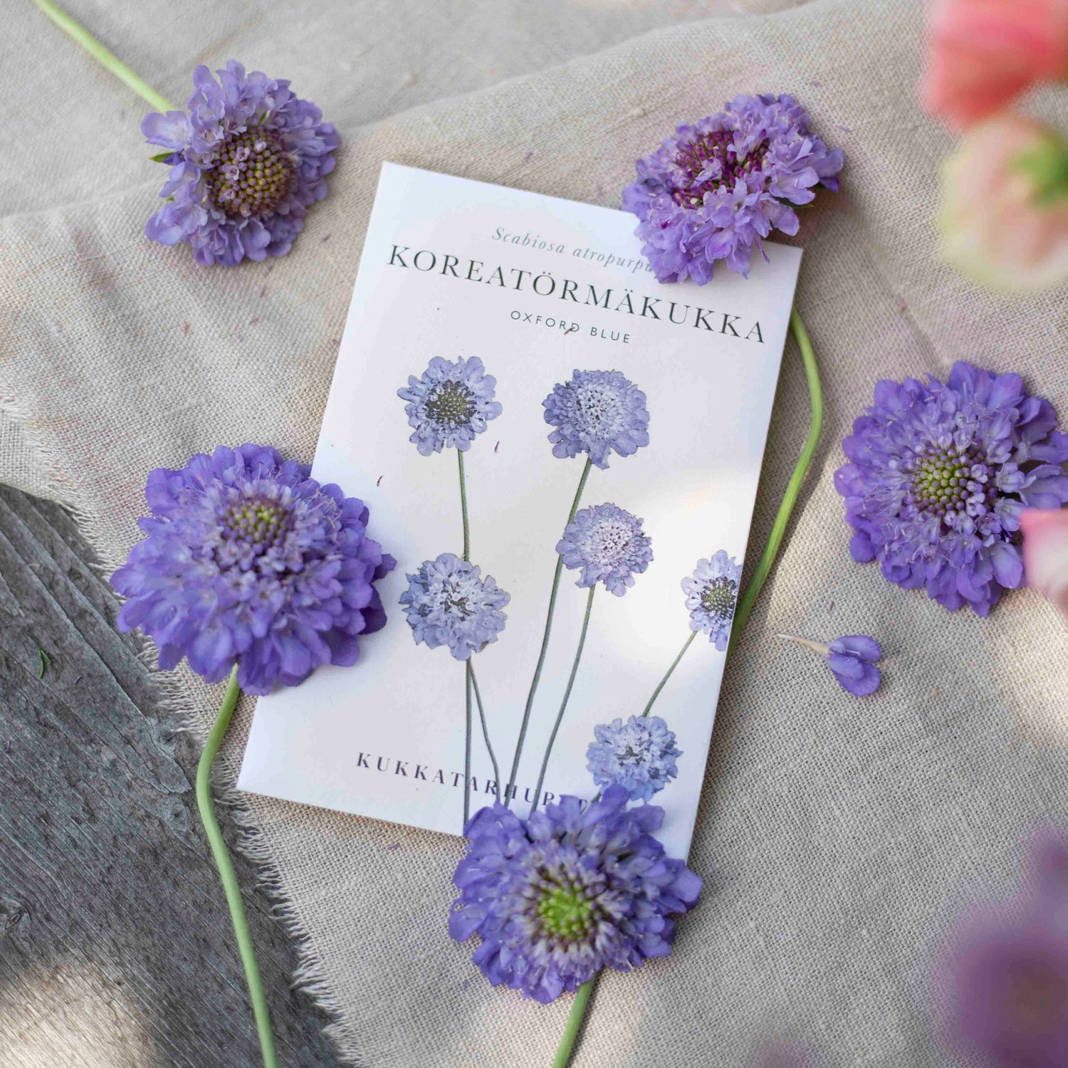 Blumensamen Scabiosa Oxford Blue