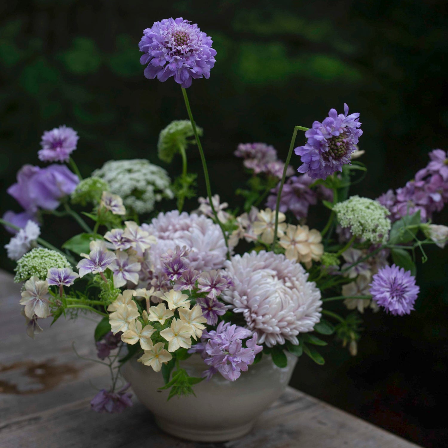 Blumensamen Scabiosa Oxford Blue
