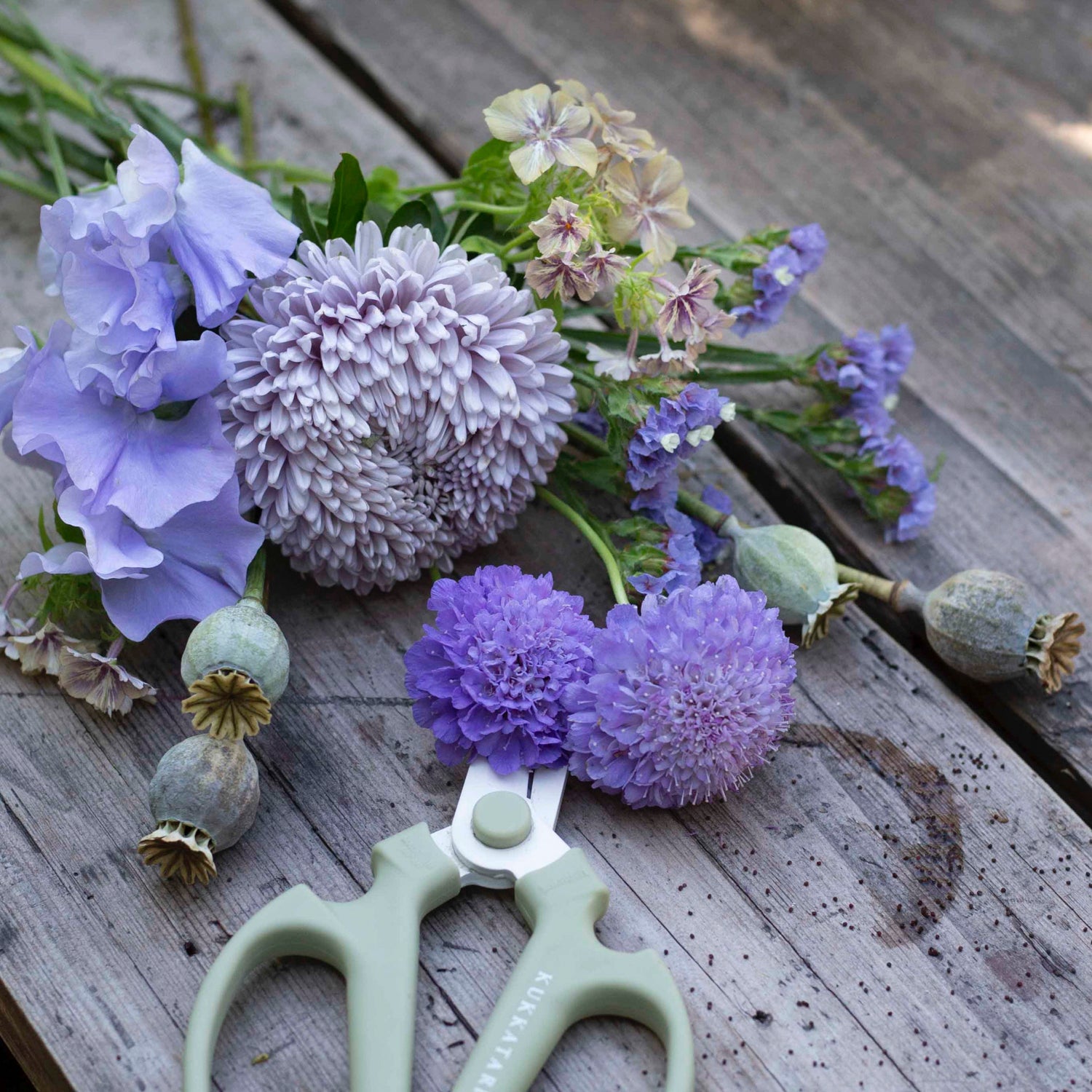 Blumensamen Scabiosa Oxford Blue