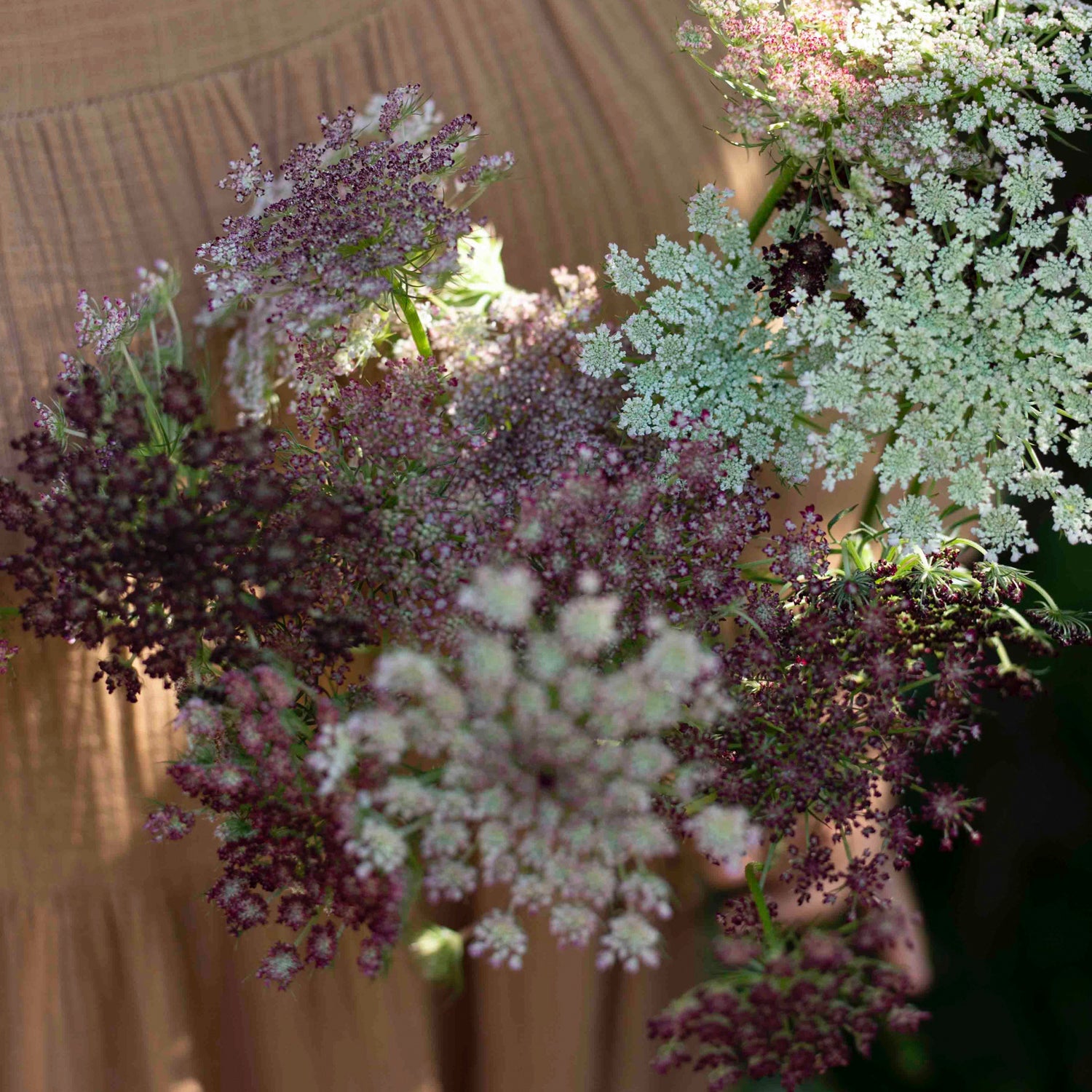 Blumensamen Zierkarotte Purple Kisses