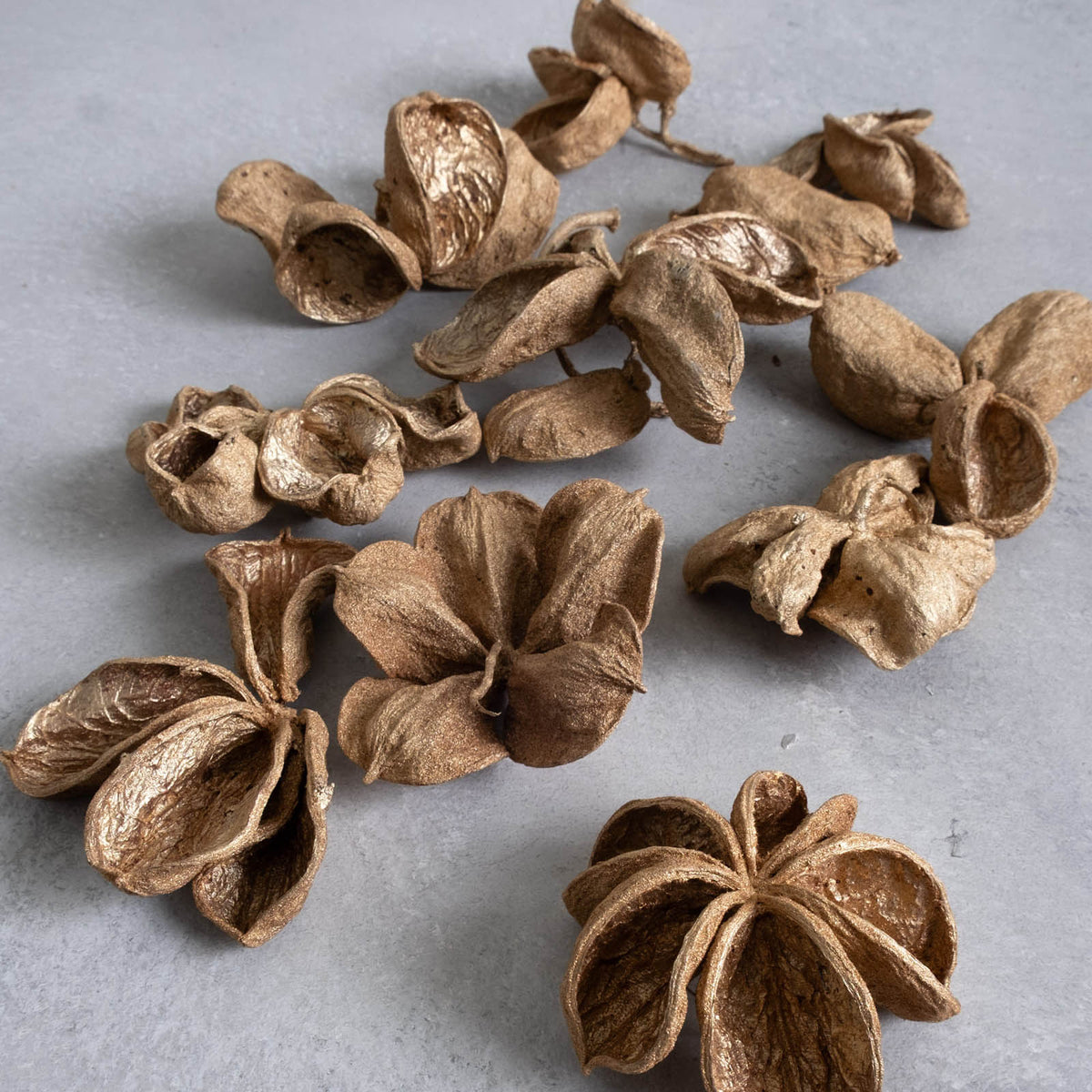 Landlotus Blüten - light gold