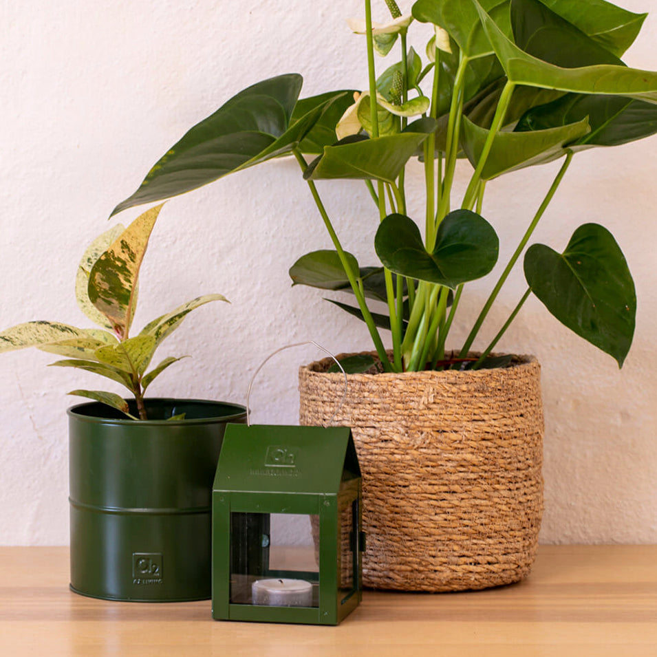 Laterne mit Aufhängung - grün