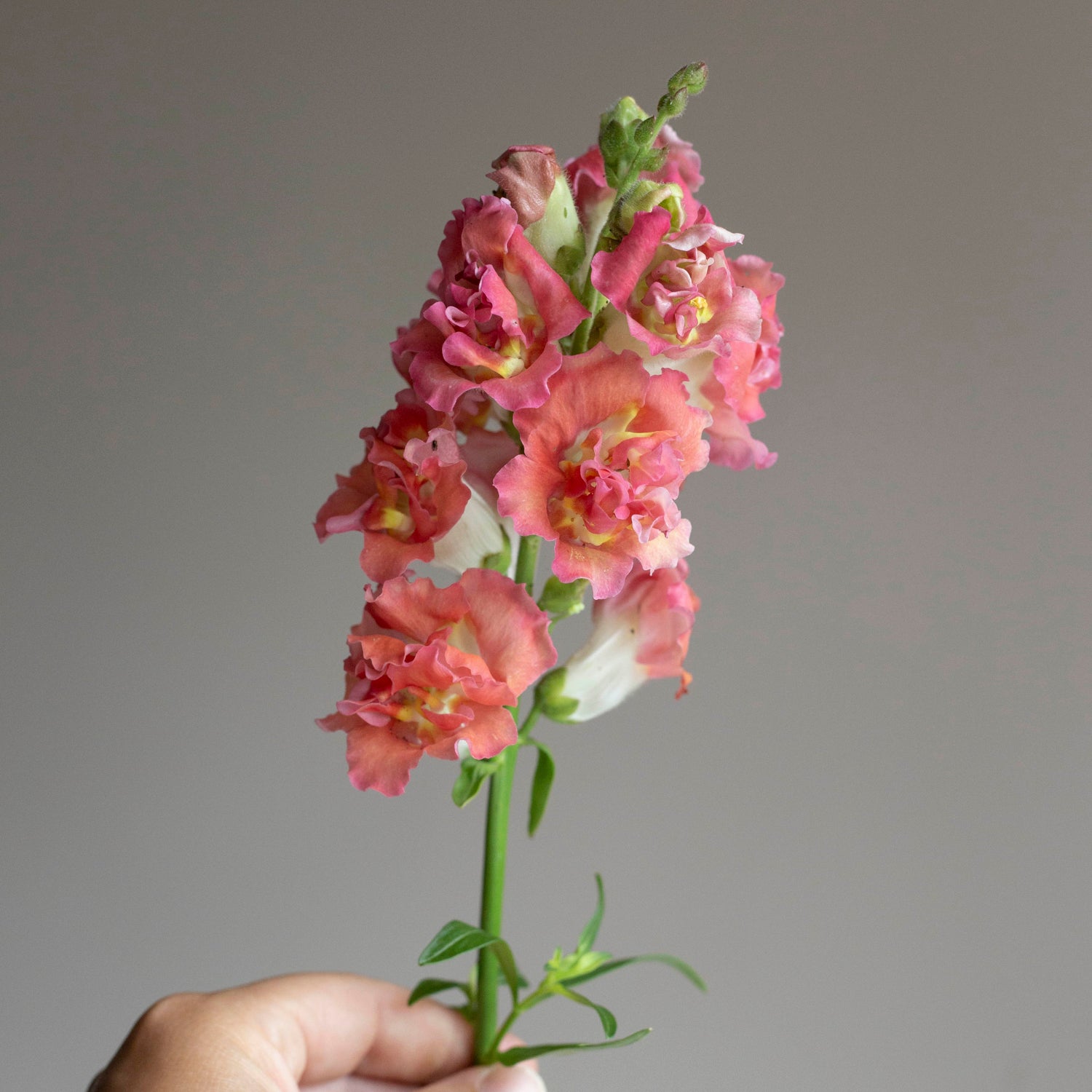 Blumensamen Löwenmäulchen Madame Butterfly Bronze mit Weiß