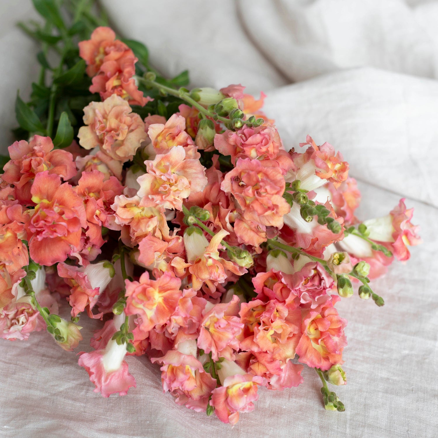 Blumensamen Löwenmäulchen Madame Butterfly Bronze mit Weiß