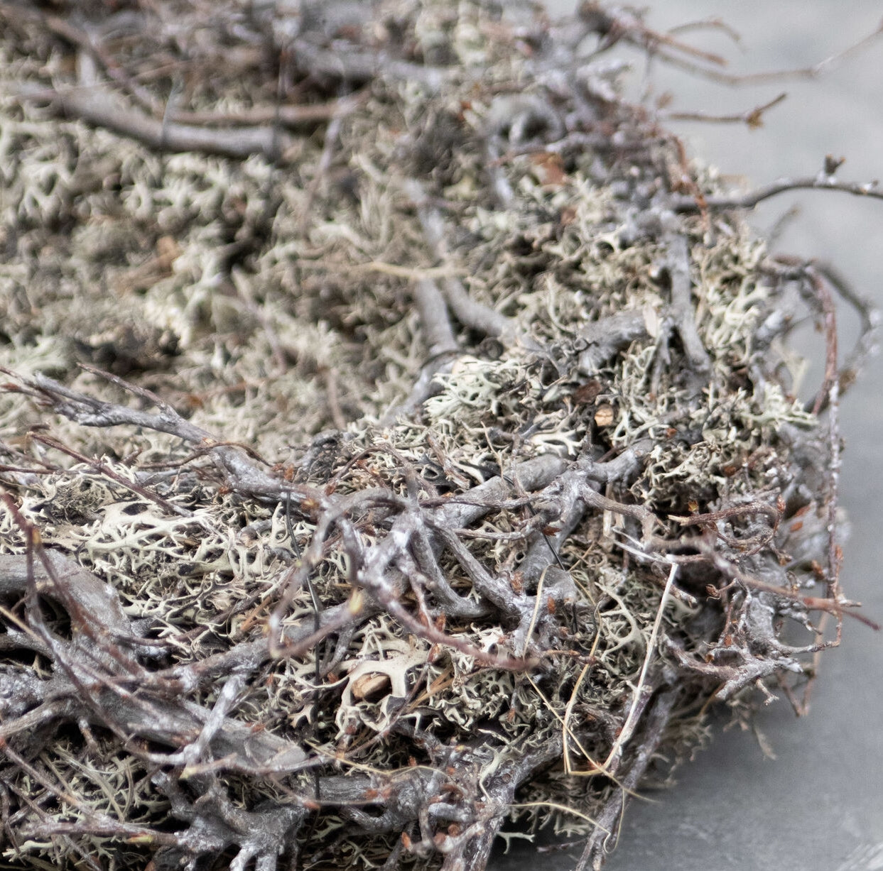 Moos Nest mit Bonsai - white wash