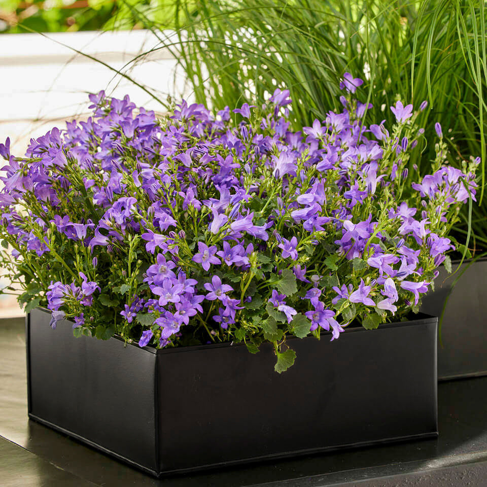 Pflanztablett 3er Set eckig - schwarz