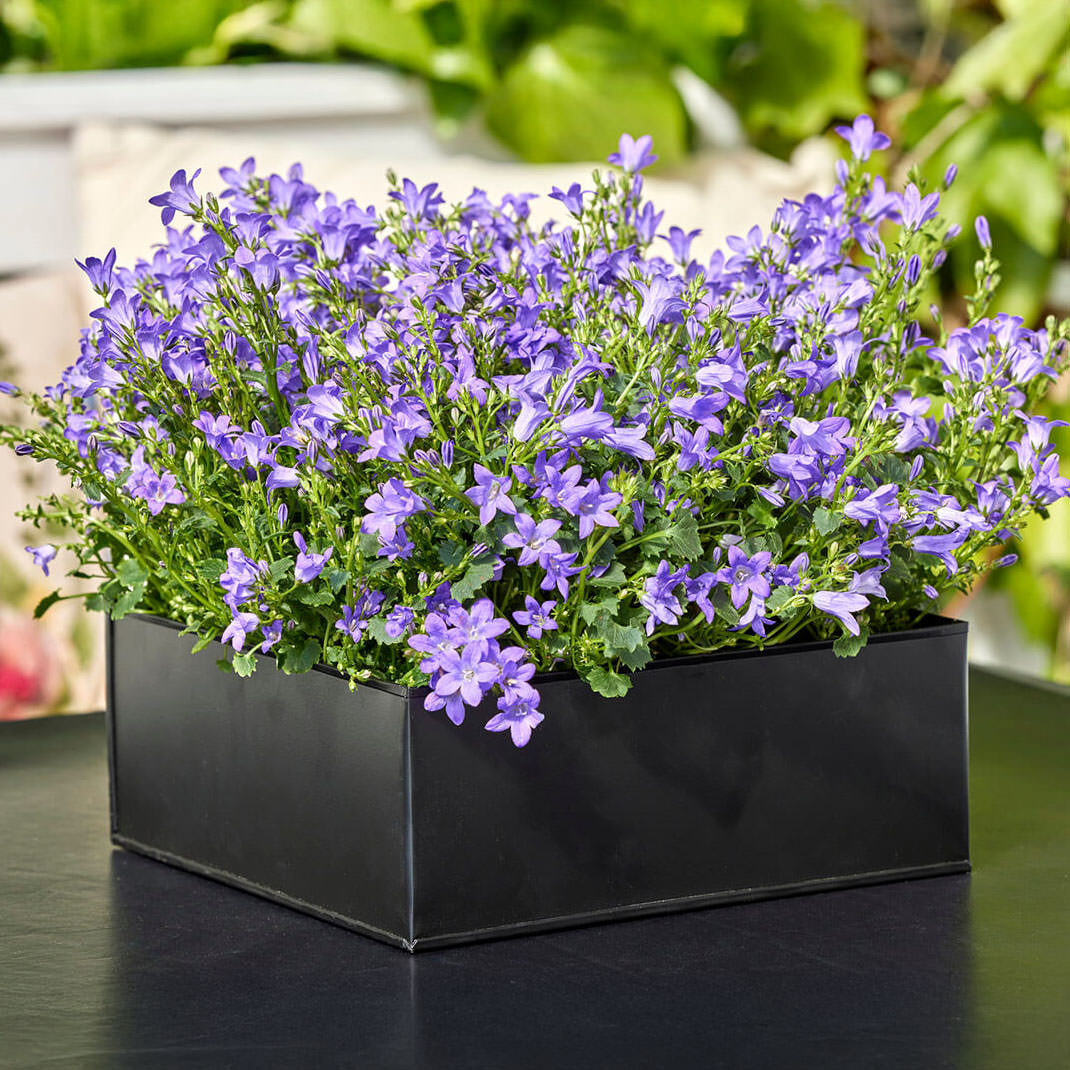 Pflanztablett 3er Set eckig - schwarz