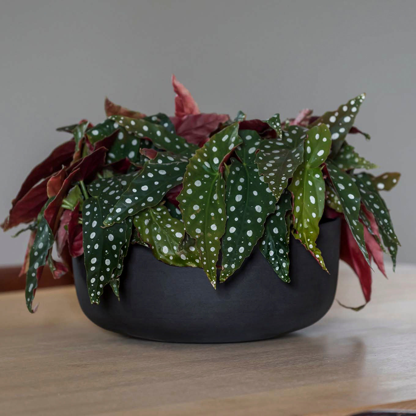 Pflanzschale Eav - volcano black