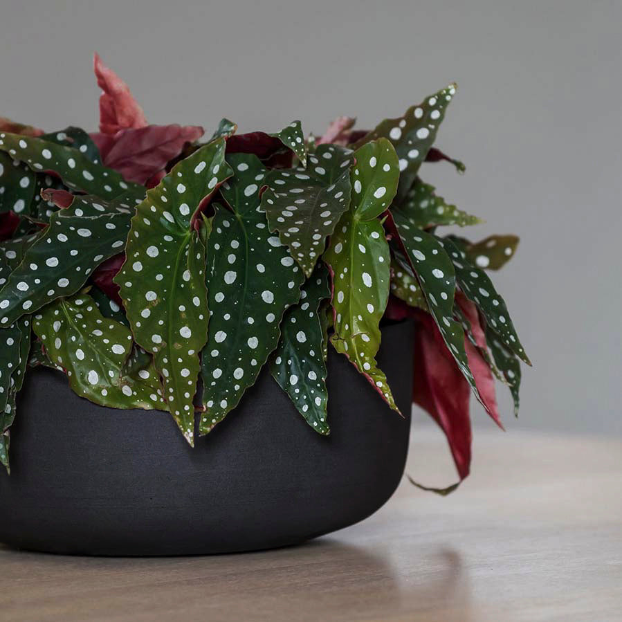 Pflanzschale Eav - volcano black