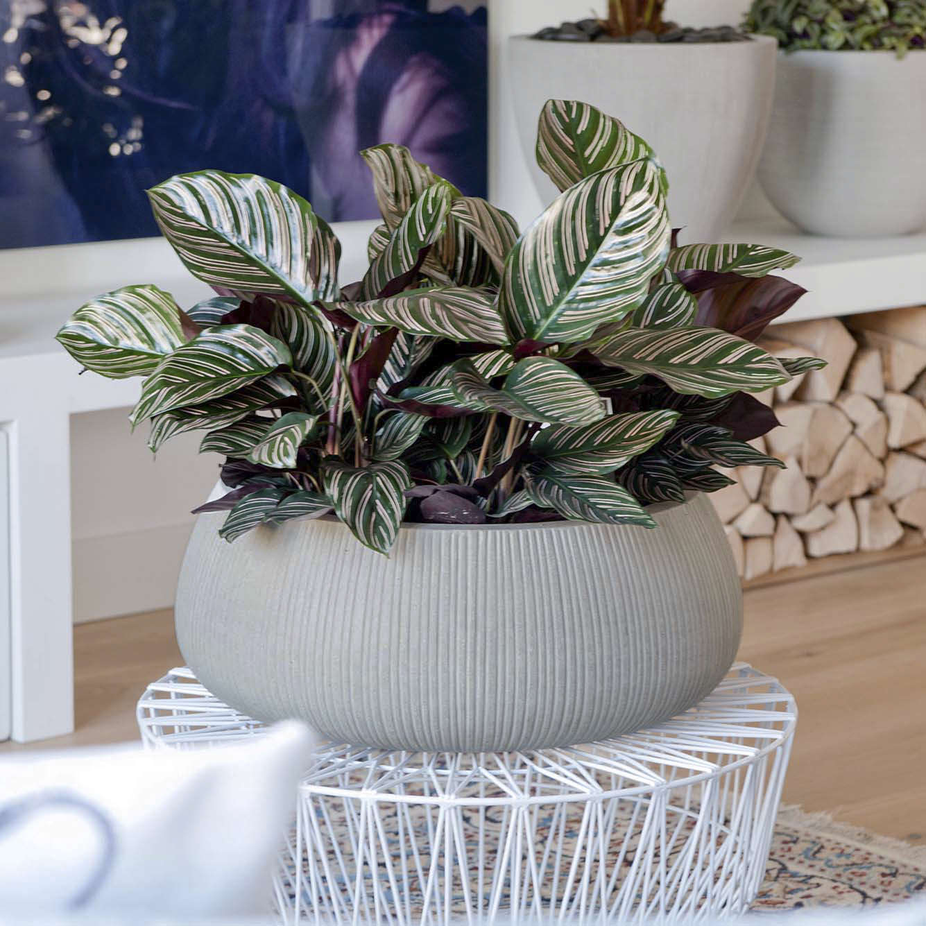 Pflanzschale Eileen Stripe - light grey