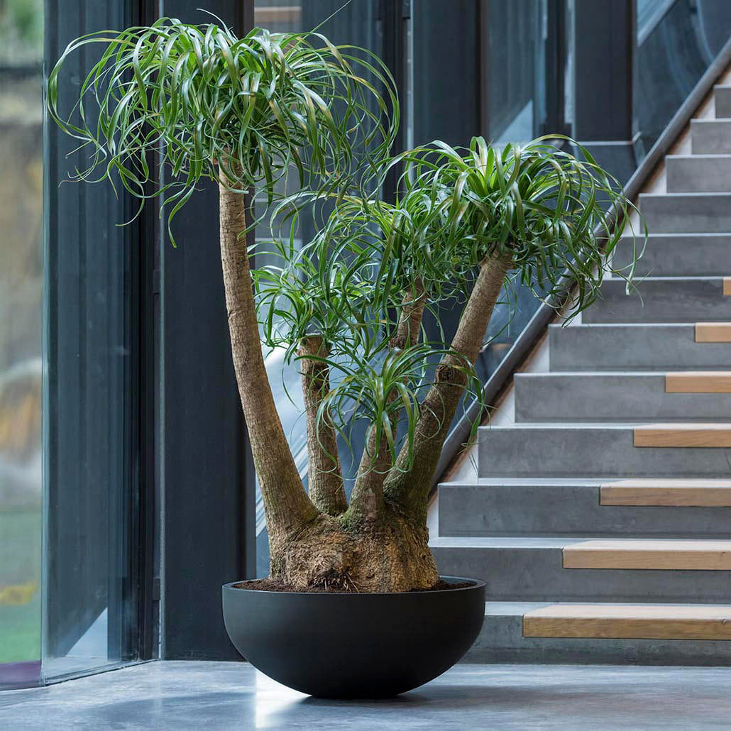 Pflanzschale Morgana - volcano black