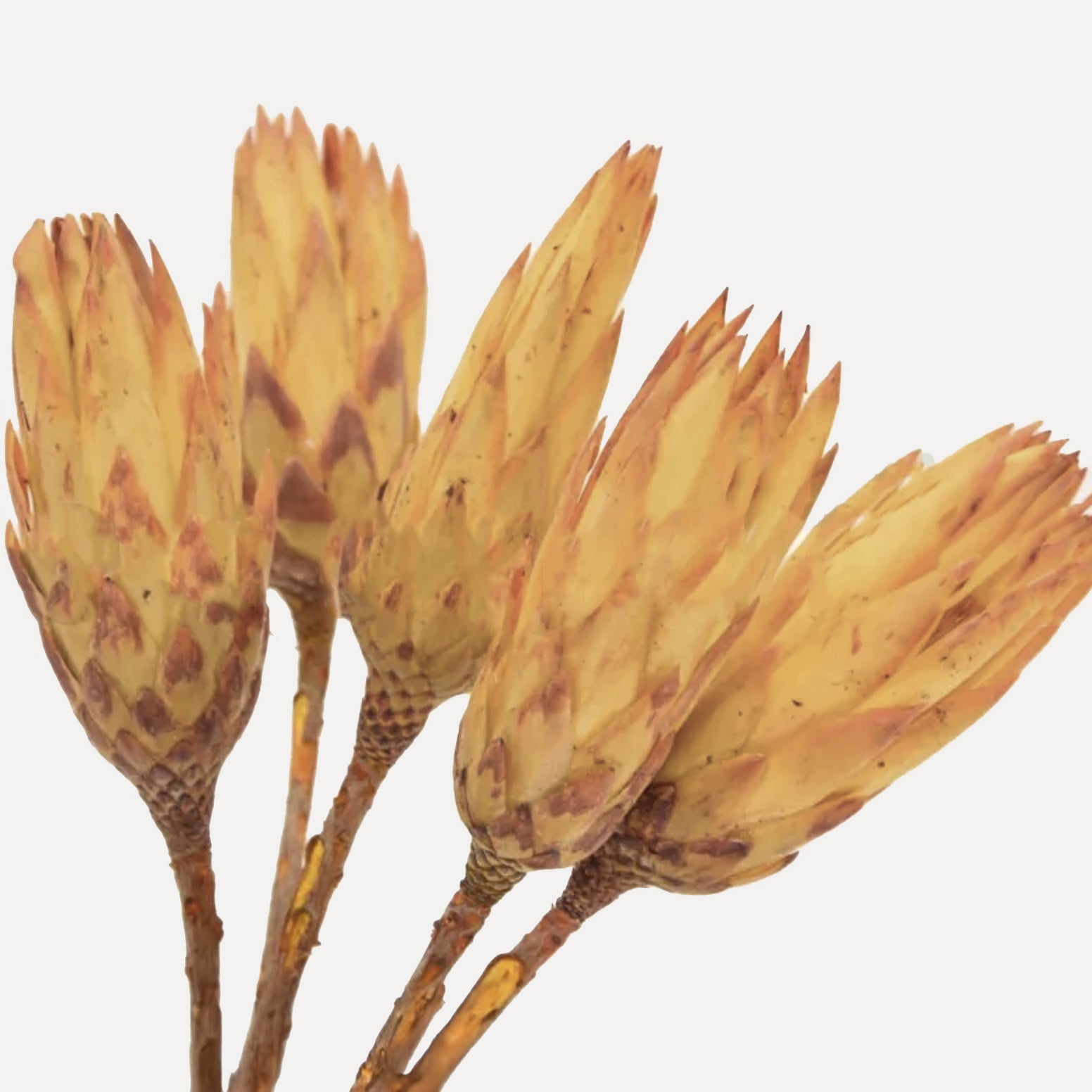 OUTLET Protea pendula - gelb