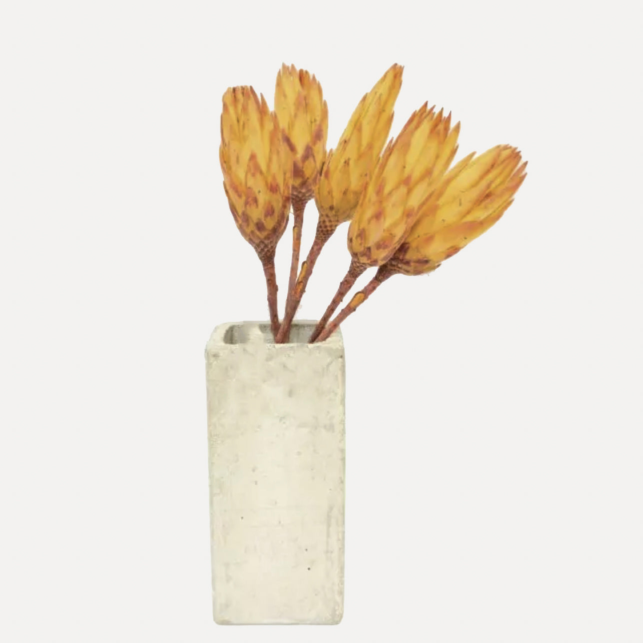 OUTLET Protea pendula - gelb