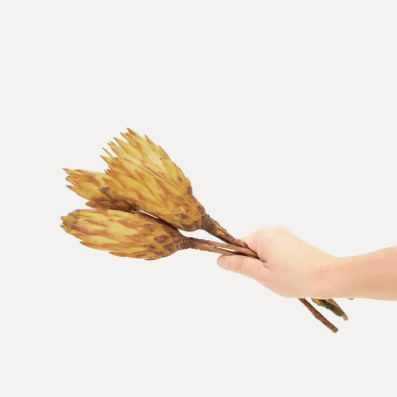 OUTLET Protea pendula - gelb