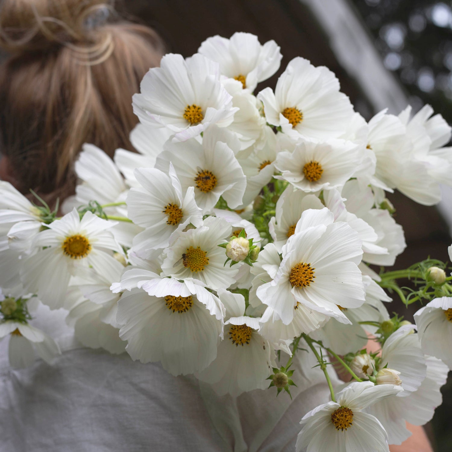 Blumensamen Schmuckkörbchen Afternoon White