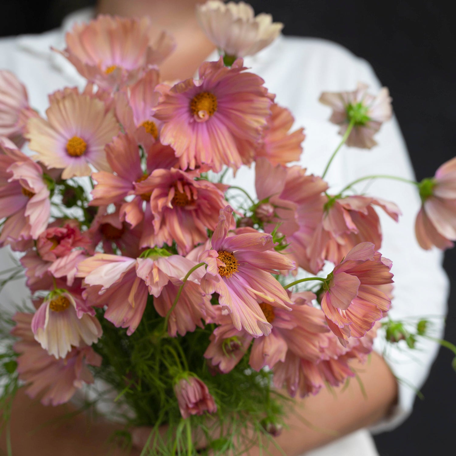 Blumensamen Schmuckkörbchen Apricotta